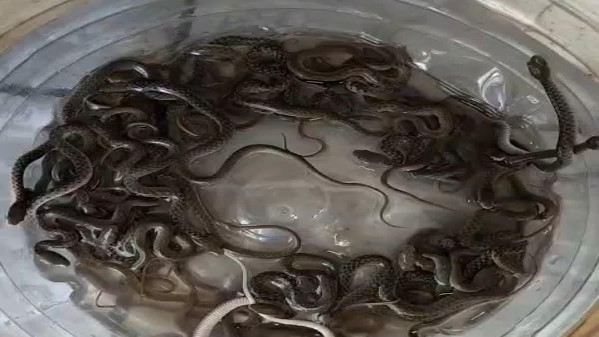 हरिद्वार में सनसनी: घर के पानी के टैंक से निकले 27 सांप के बच्चे, वीडियो वायरल, जानें क्या है पूरी कहानी