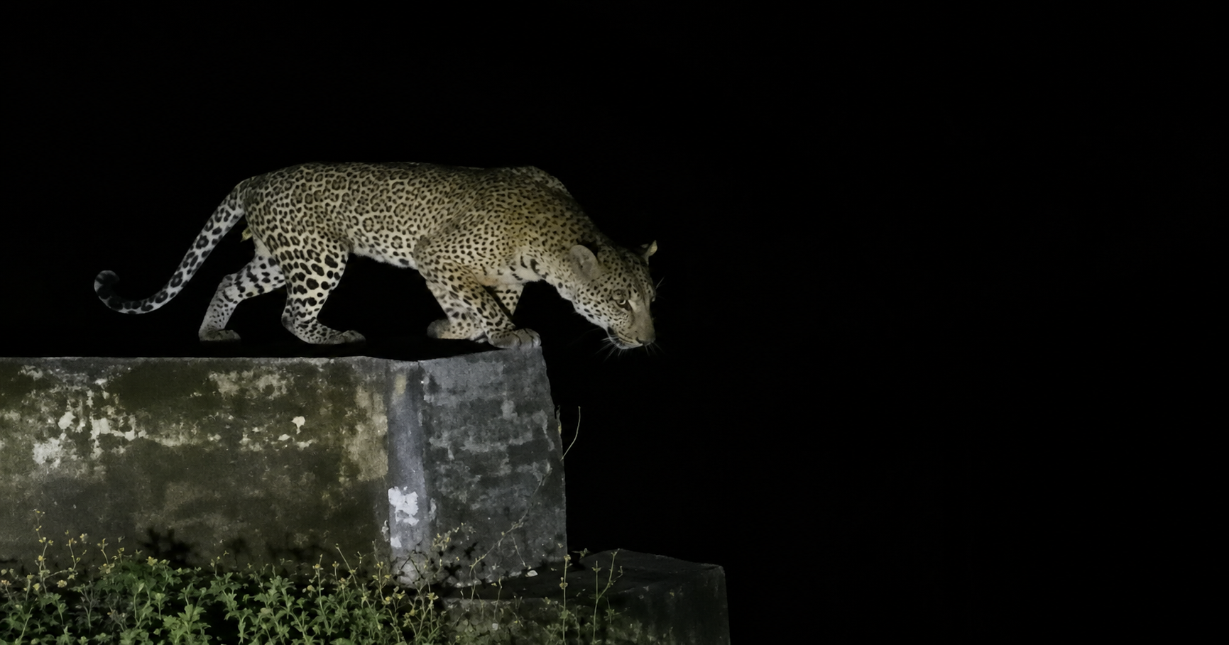 बाजपुर: बन्नाखेड़ा बल्ली बैरियर पर गुलदार दिखने से हड़कंप, तस्वीरें सोशल मीडिया पर वायरल; वन विभाग अलर्ट