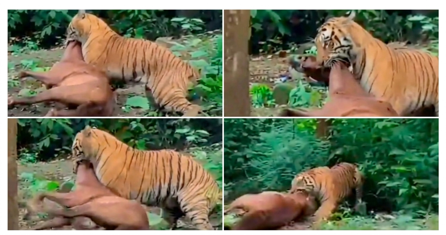 Corbett News: रामनगर में गर्जिया हाईवे पर दिनदहाड़े घुसा टाइगर, घोड़े का शिकार कर जंगल में घसीटा; दहशत में लोग