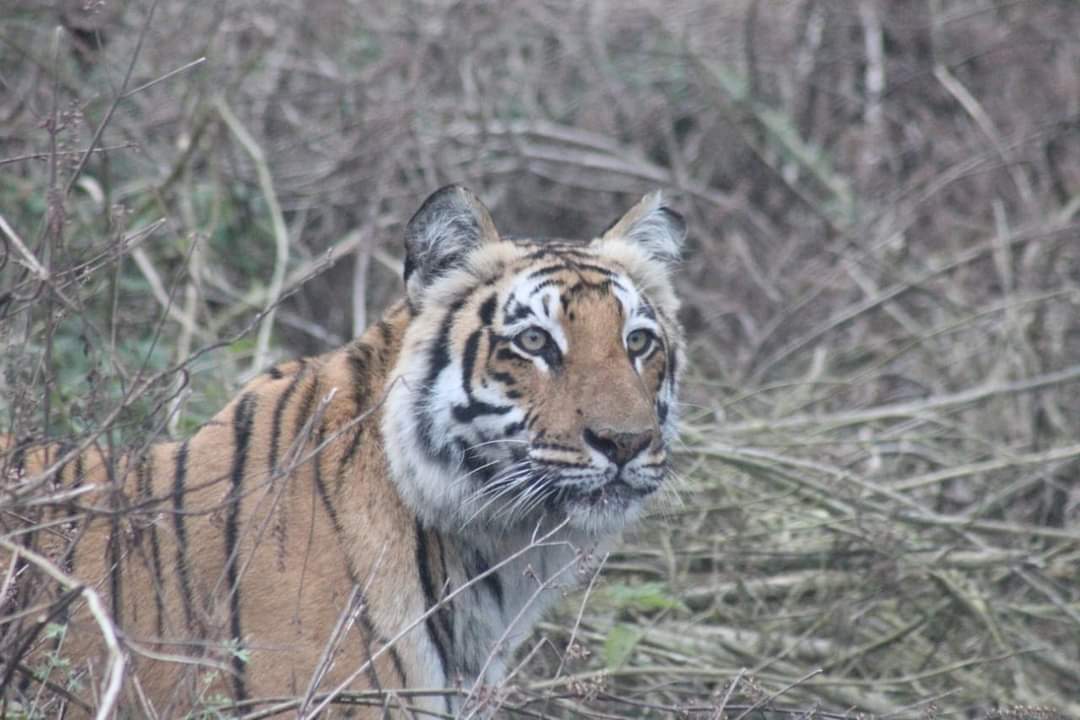 उत्तराखंड से ओडिशा जाएंगे कॉर्बेट के बाघ, धामी सरकार की ‘टाइगर गिफ्ट’ योजना से गूंजेगी नई दहाड़