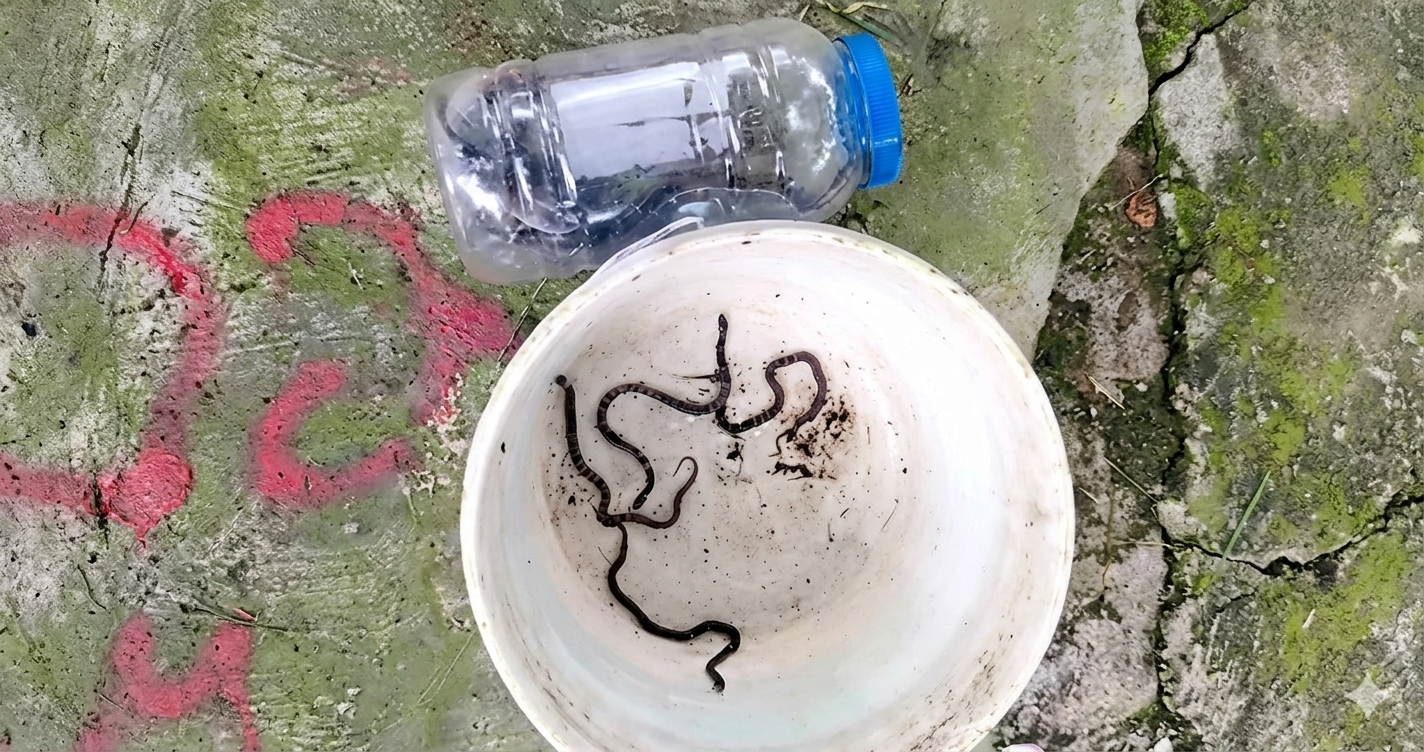 भारत का सबसे जहरीला सांप ‘कॉमन करैत’ नैनीताल की पानी टंकी में घुसा; जिंदा निगल गया अपने ही 3 बच्चे!